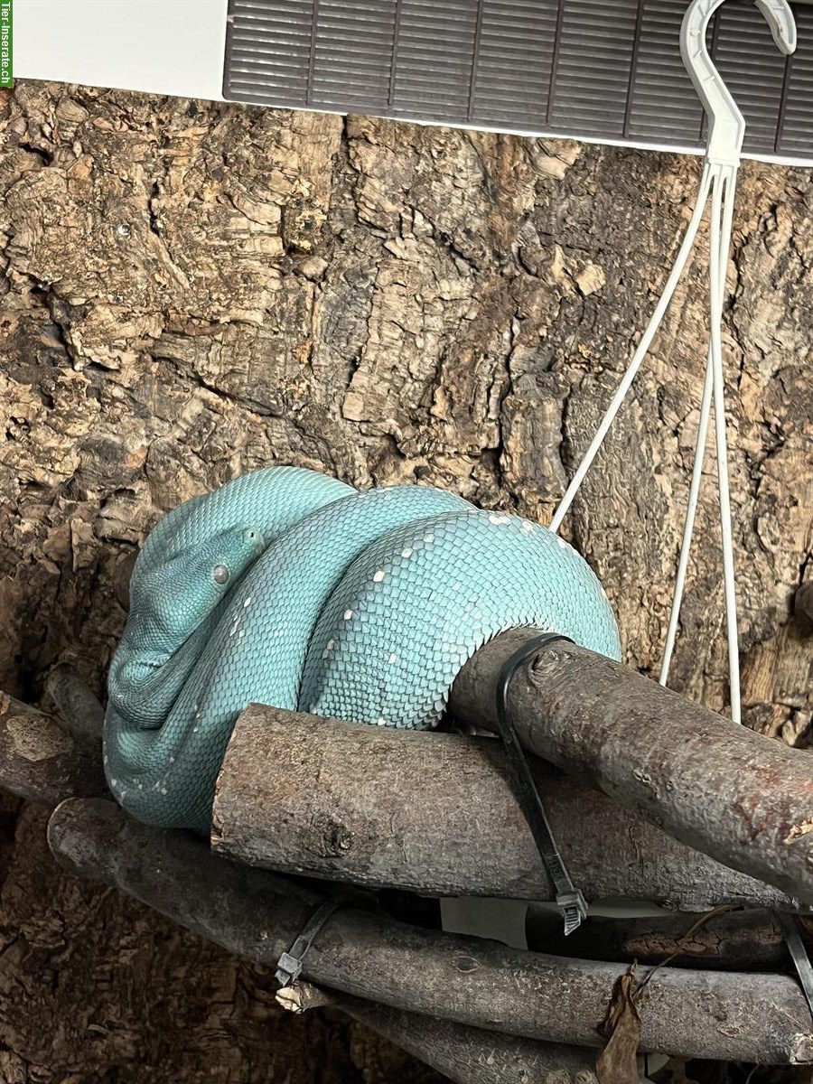 Bild 2: Grüne Baumpythons (türkis & grün) mit Terrarium