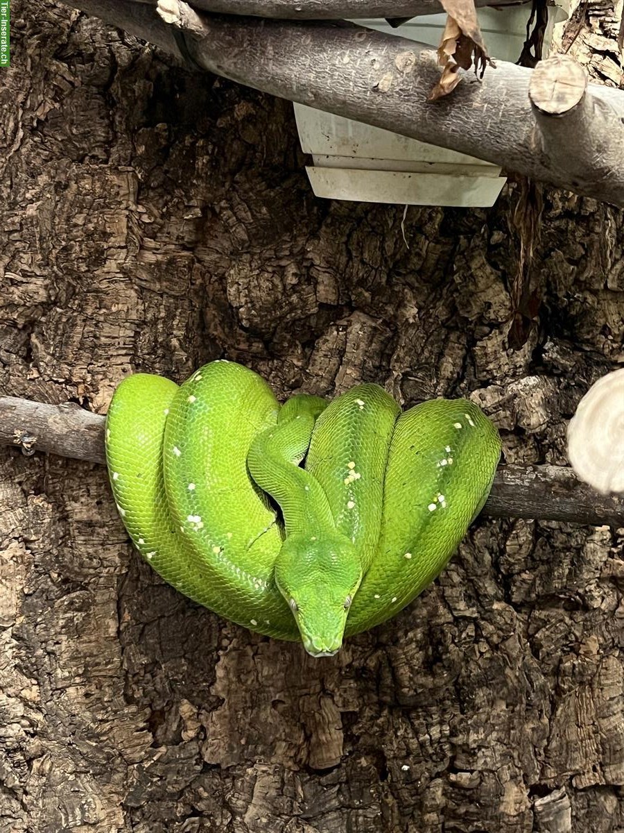 Bild 3: Grüne Baumpythons (türkis & grün) mit Terrarium