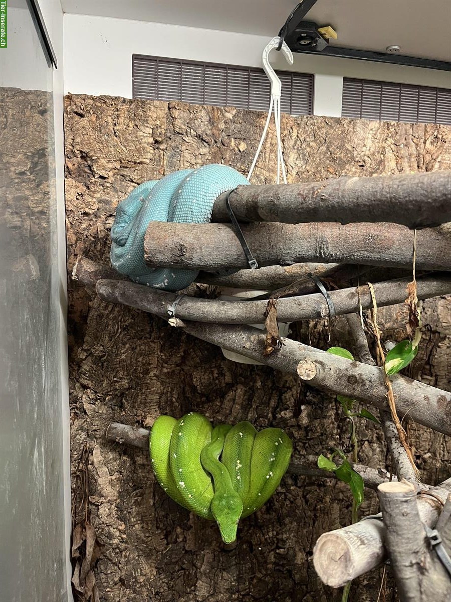 Bild 4: Grüne Baumpythons (türkis & grün) mit Terrarium