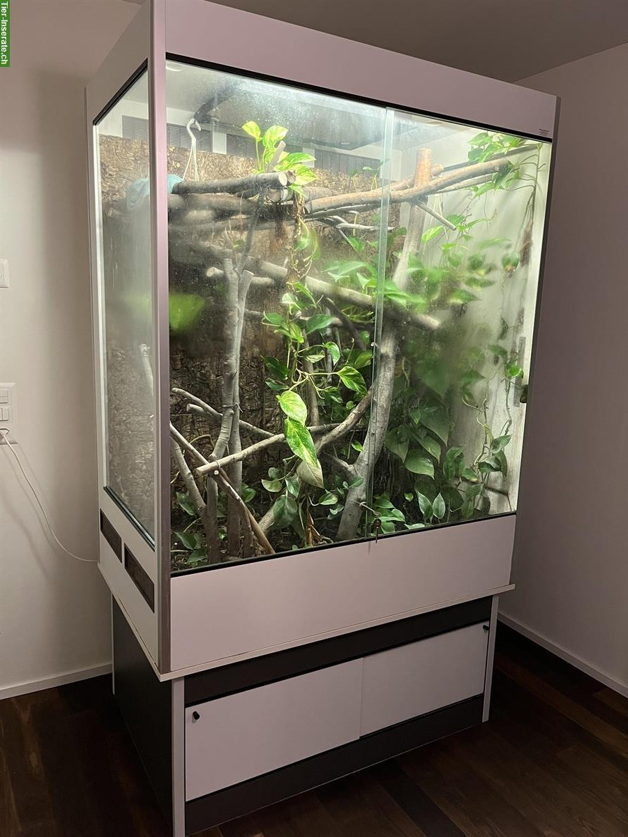 Bild 5: Grüne Baumpythons (türkis & grün) mit Terrarium