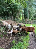 2 Gemsfarbige Gebirgsziegen zu verkaufen