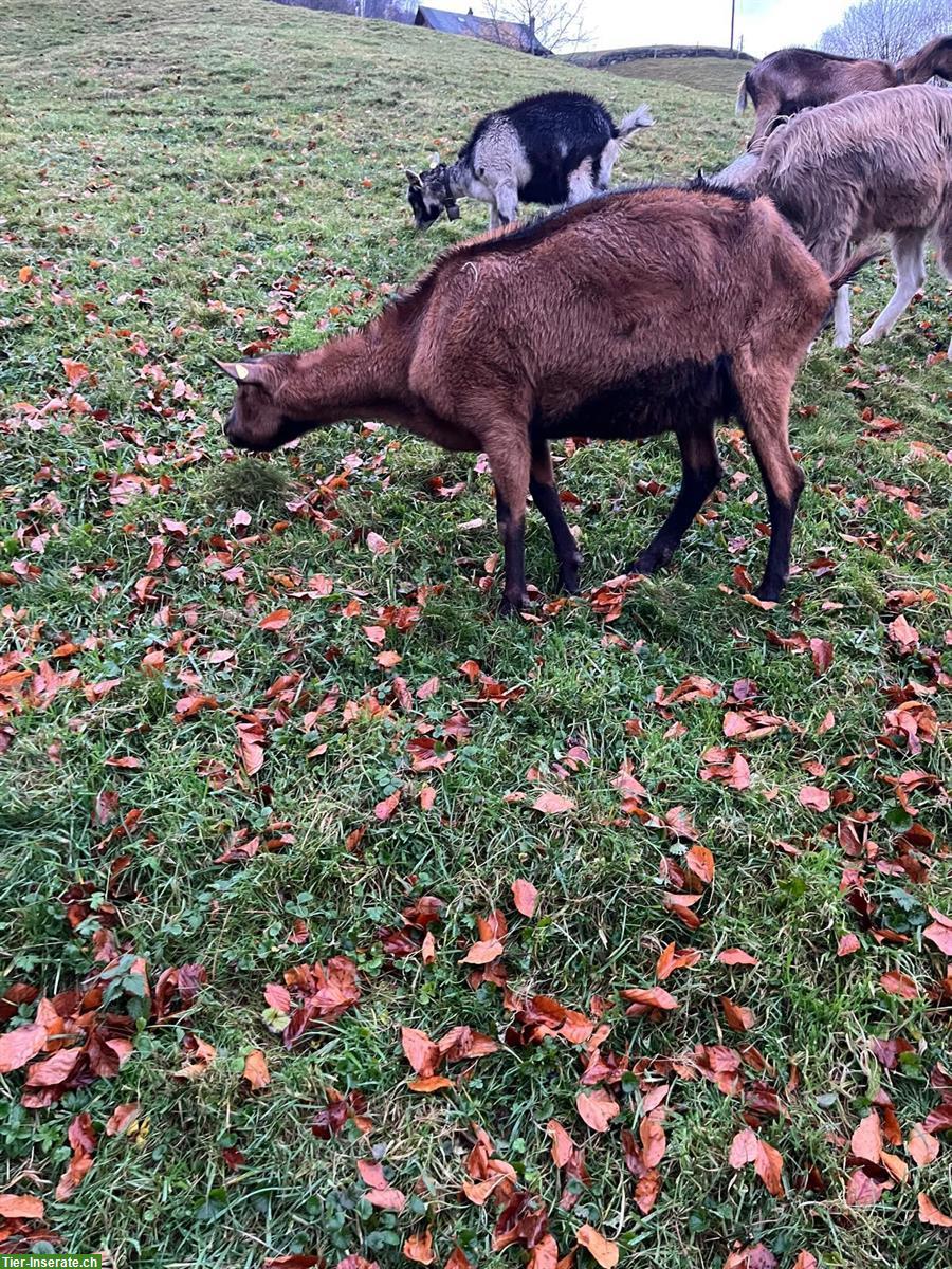 Bild 2: 2 Gemsfarbige Gebirgsziegen zu verkaufen