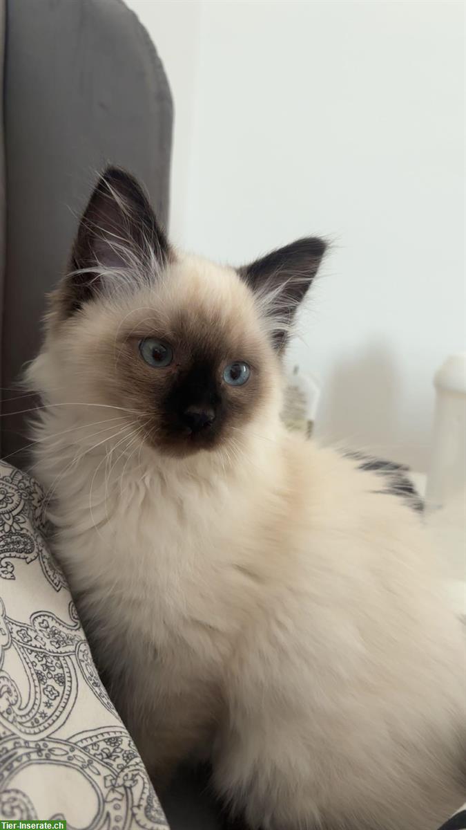 2 liebe Kitten männlich - nur gemeinsam abzugeben