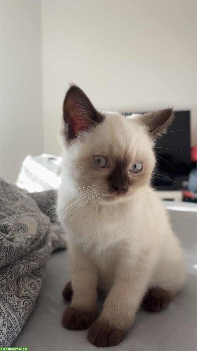 Bild 2: 2 liebe Kitten männlich - nur gemeinsam abzugeben