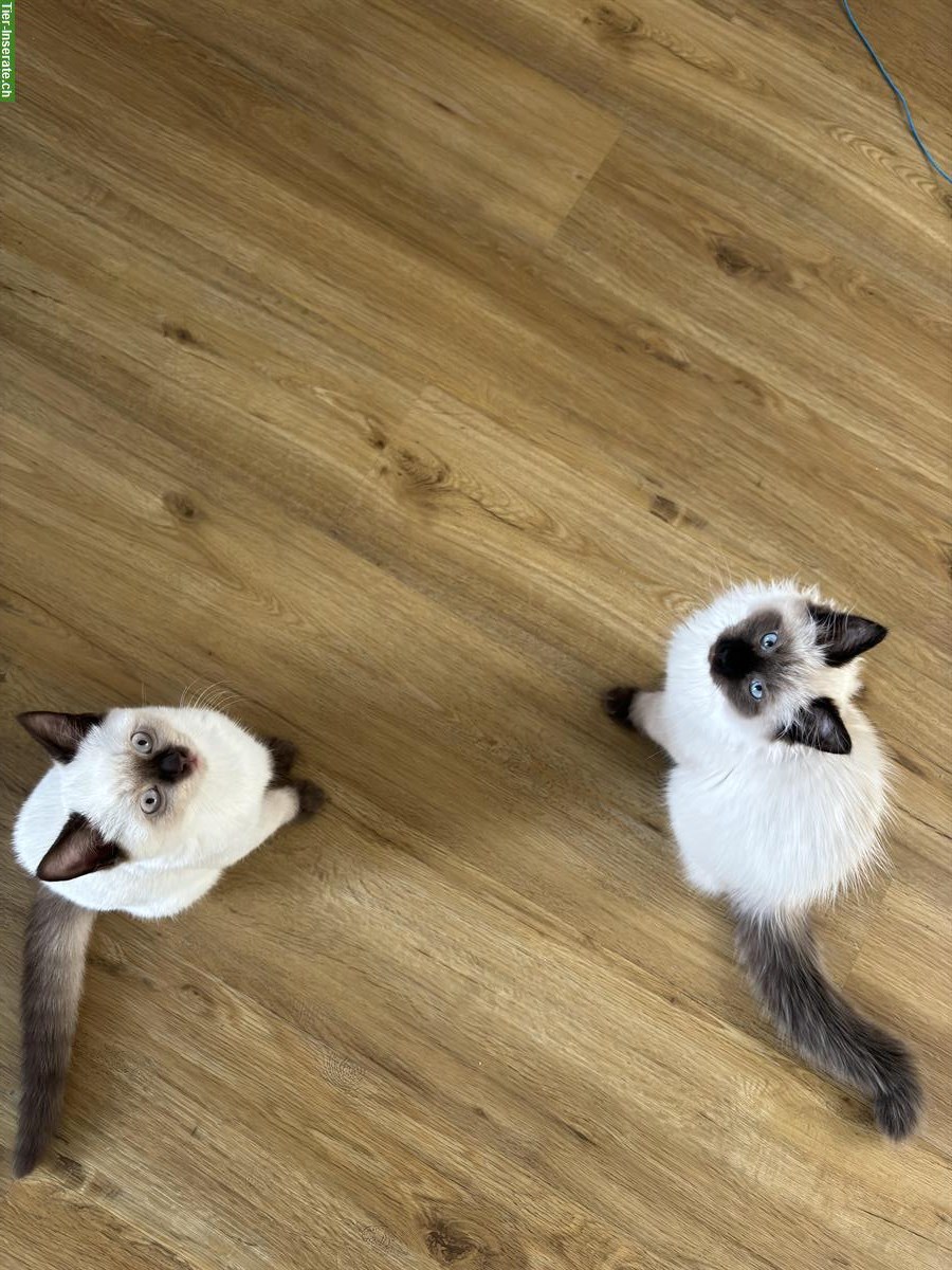 Bild 3: 2 liebe Kitten männlich - nur gemeinsam abzugeben