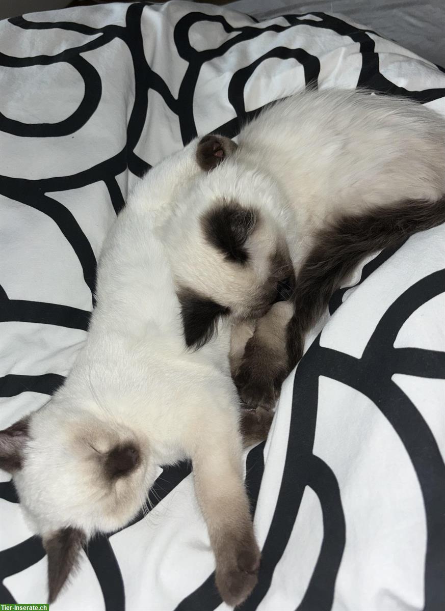 Bild 4: 2 liebe Kitten männlich - nur gemeinsam abzugeben