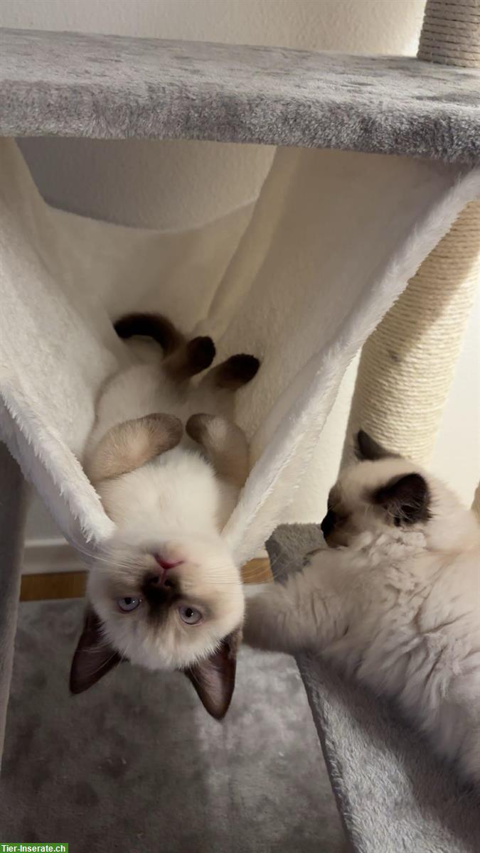 Bild 5: 2 liebe Kitten männlich - nur gemeinsam abzugeben