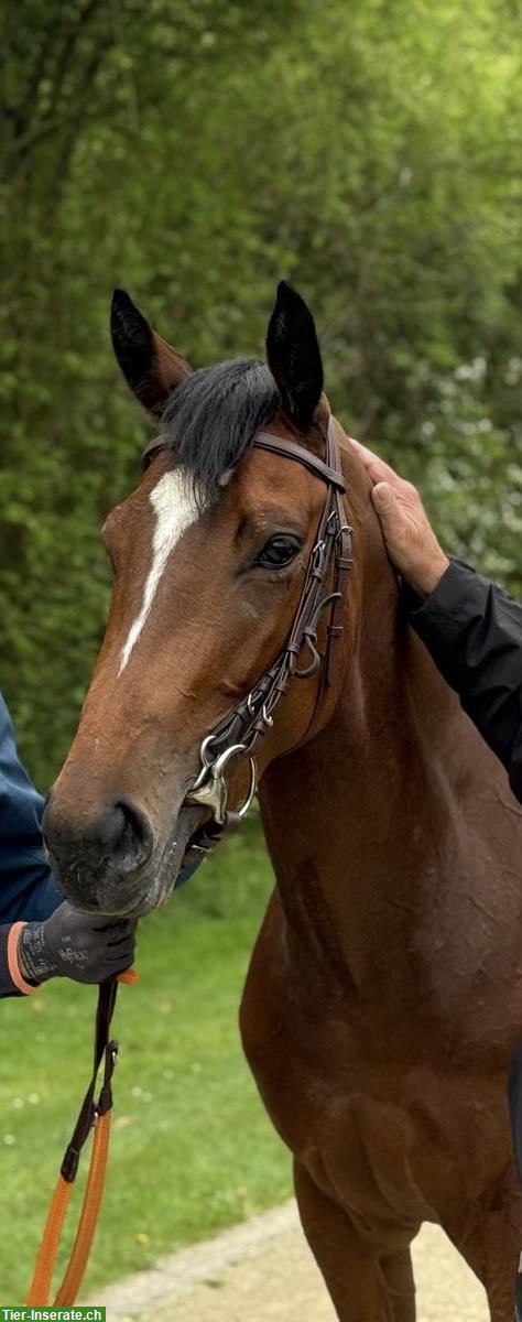 Hübsche Vollblut Stute, 3-jährig zu verkaufen