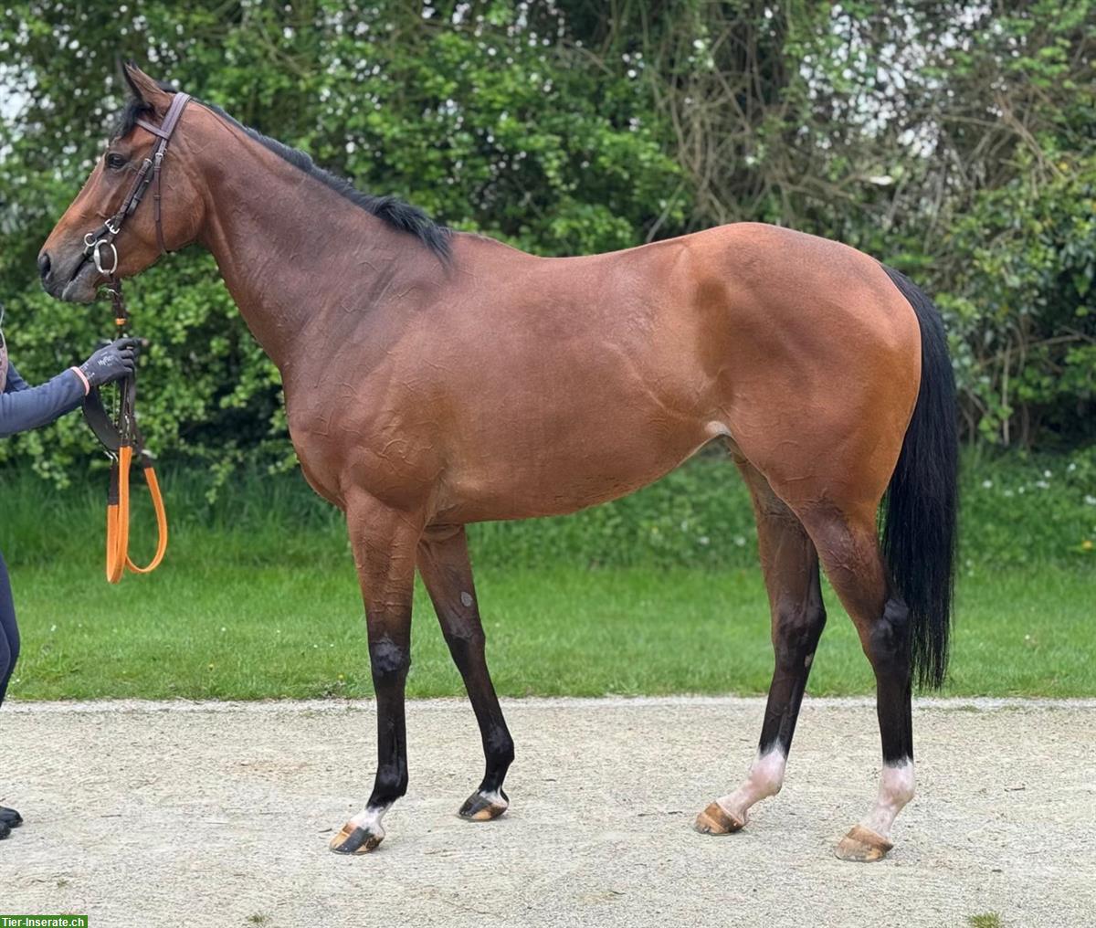 Bild 2: Hübsche Vollblut Stute, 3-jährig zu verkaufen