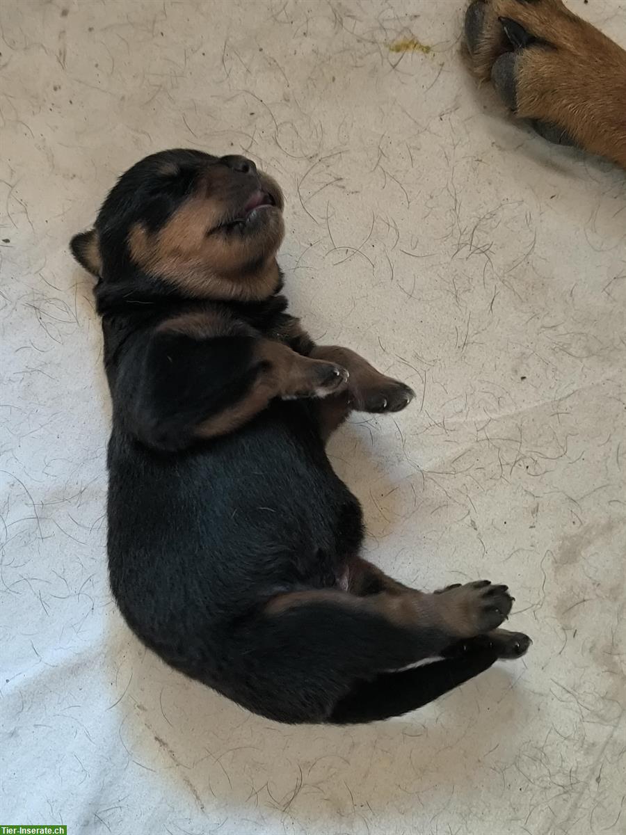 Rottweiler Welpen zu verkaufen