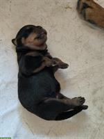 Rottweiler Welpen zu verkaufen