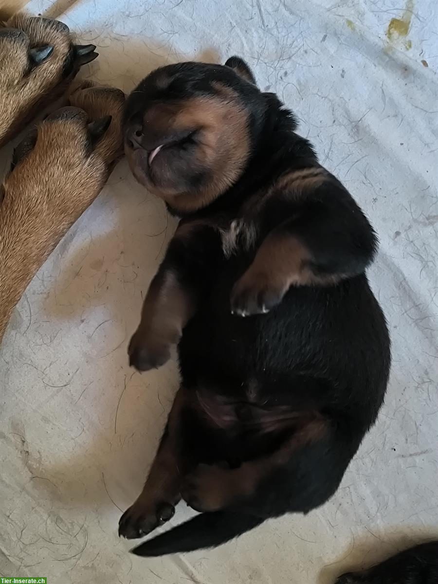 Bild 2: Rottweiler Welpen zu verkaufen