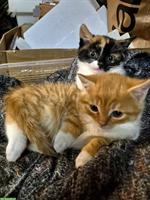 Maine Coon Mix Kätzchen suchen schönes Zuhause