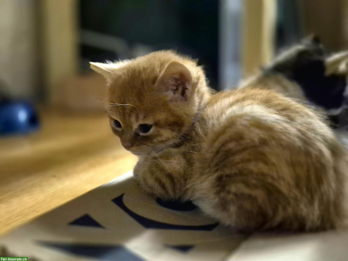 Bild 2: Maine Coon Mix Kätzchen suchen schönes Zuhause