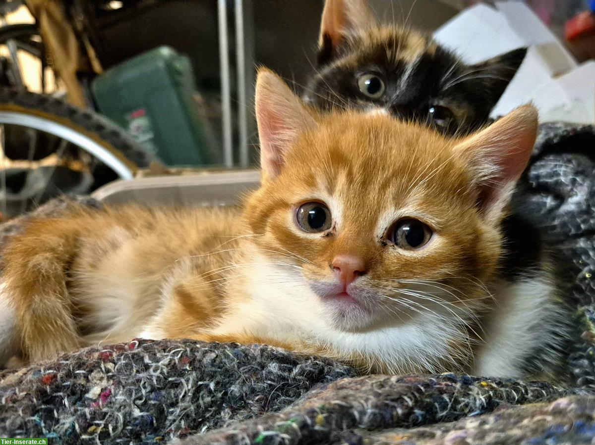 Bild 3: Maine Coon Mix Kätzchen suchen schönes Zuhause