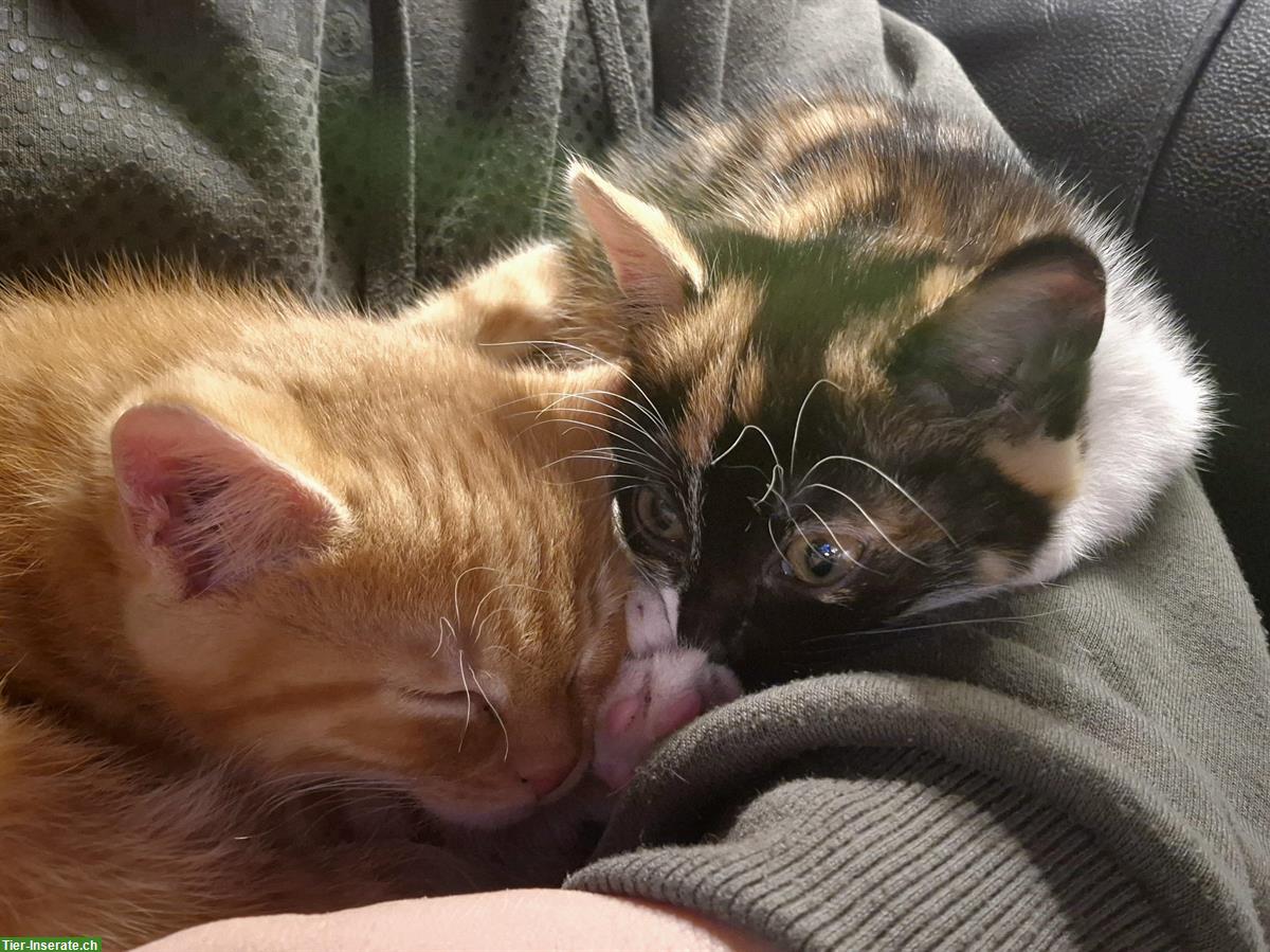 Bild 4: Maine Coon Mix Kätzchen suchen schönes Zuhause