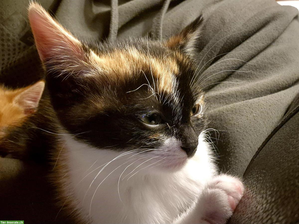 Bild 5: Maine Coon Mix Kätzchen suchen schönes Zuhause