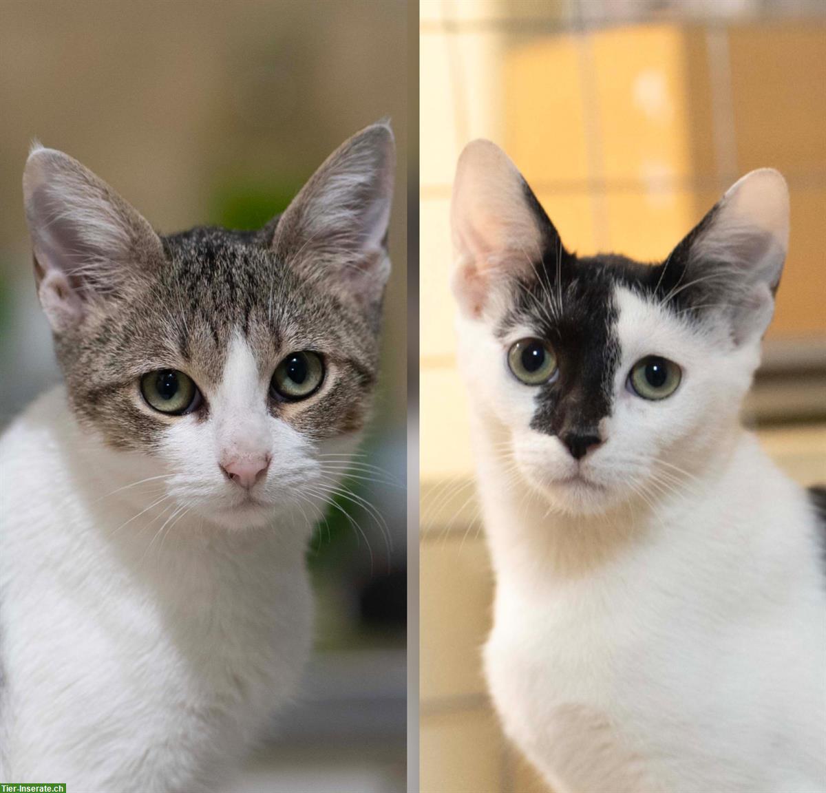 Kätzchen (Schwestern, sehr anhänglich) gemeinsam abzugeben