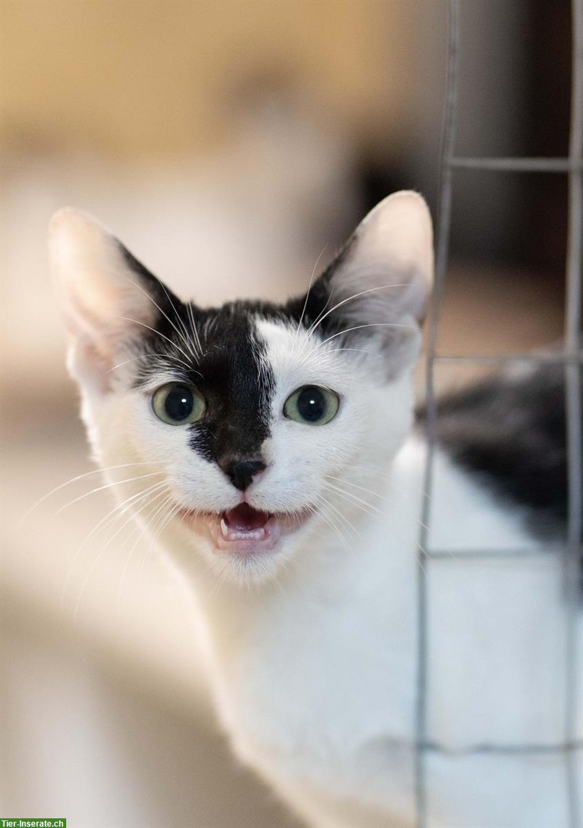 Bild 10: Kätzchen (Schwestern, sehr anhänglich) gemeinsam abzugeben