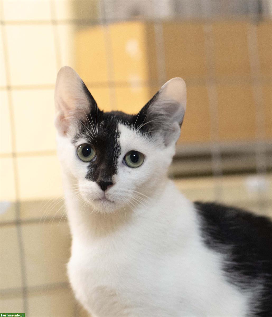 Bild 2: Kätzchen (Schwestern, sehr anhänglich) gemeinsam abzugeben