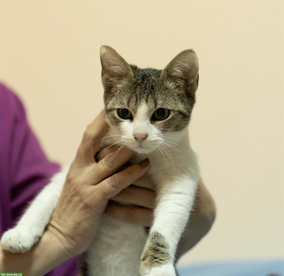 Bild 3: Kätzchen (Schwestern, sehr anhänglich) gemeinsam abzugeben