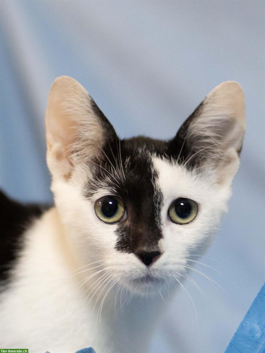 Bild 4: Kätzchen (Schwestern, sehr anhänglich) gemeinsam abzugeben