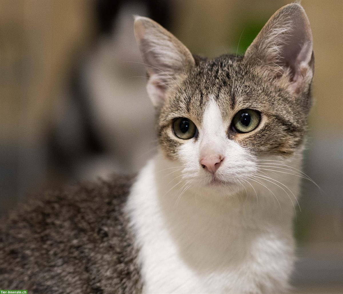 Bild 5: Kätzchen (Schwestern, sehr anhänglich) gemeinsam abzugeben