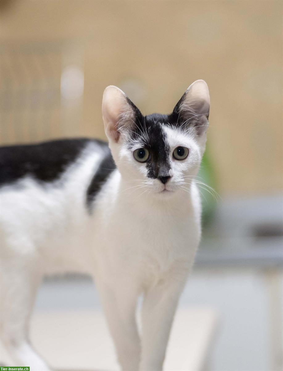 Bild 6: Kätzchen (Schwestern, sehr anhänglich) gemeinsam abzugeben