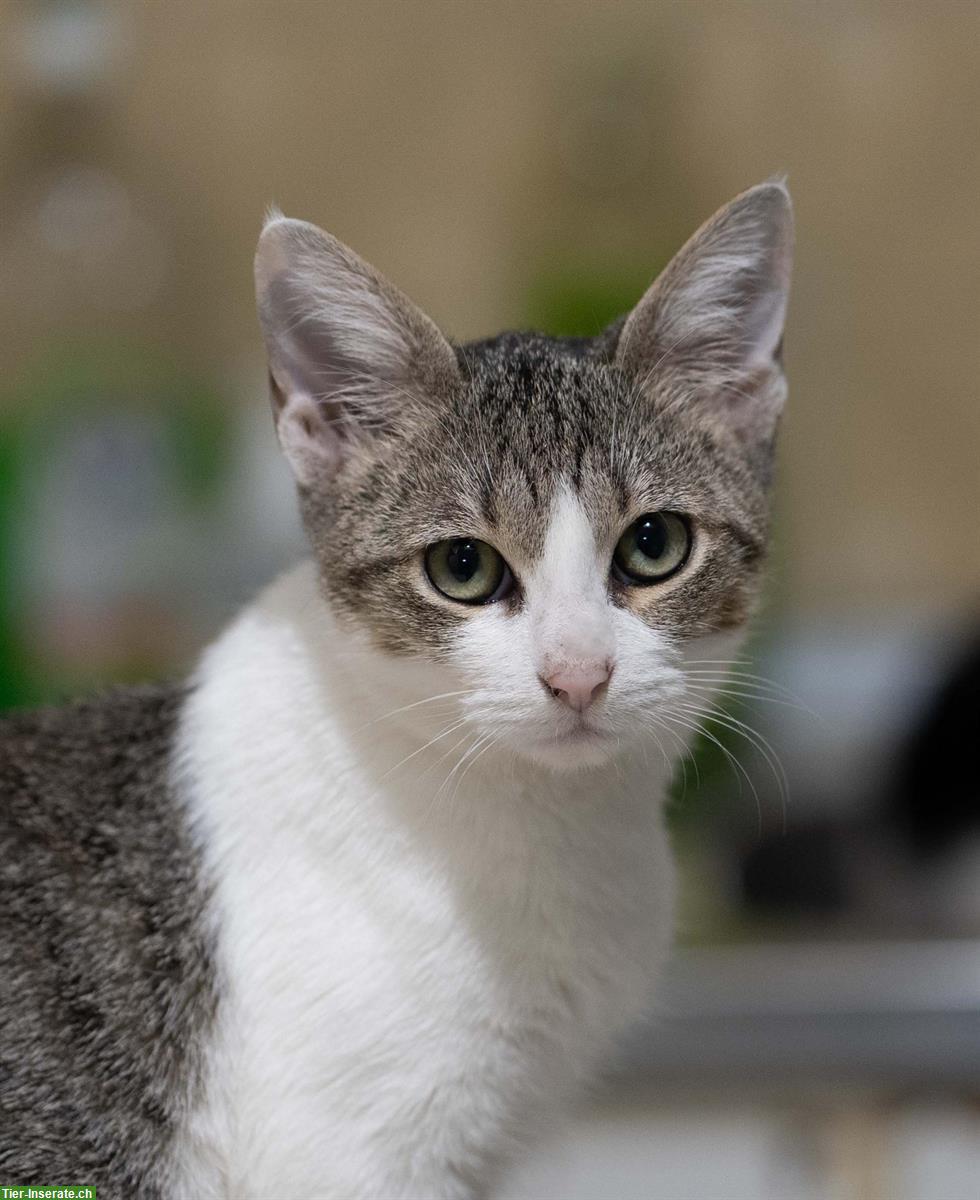 Bild 7: Kätzchen (Schwestern, sehr anhänglich) gemeinsam abzugeben