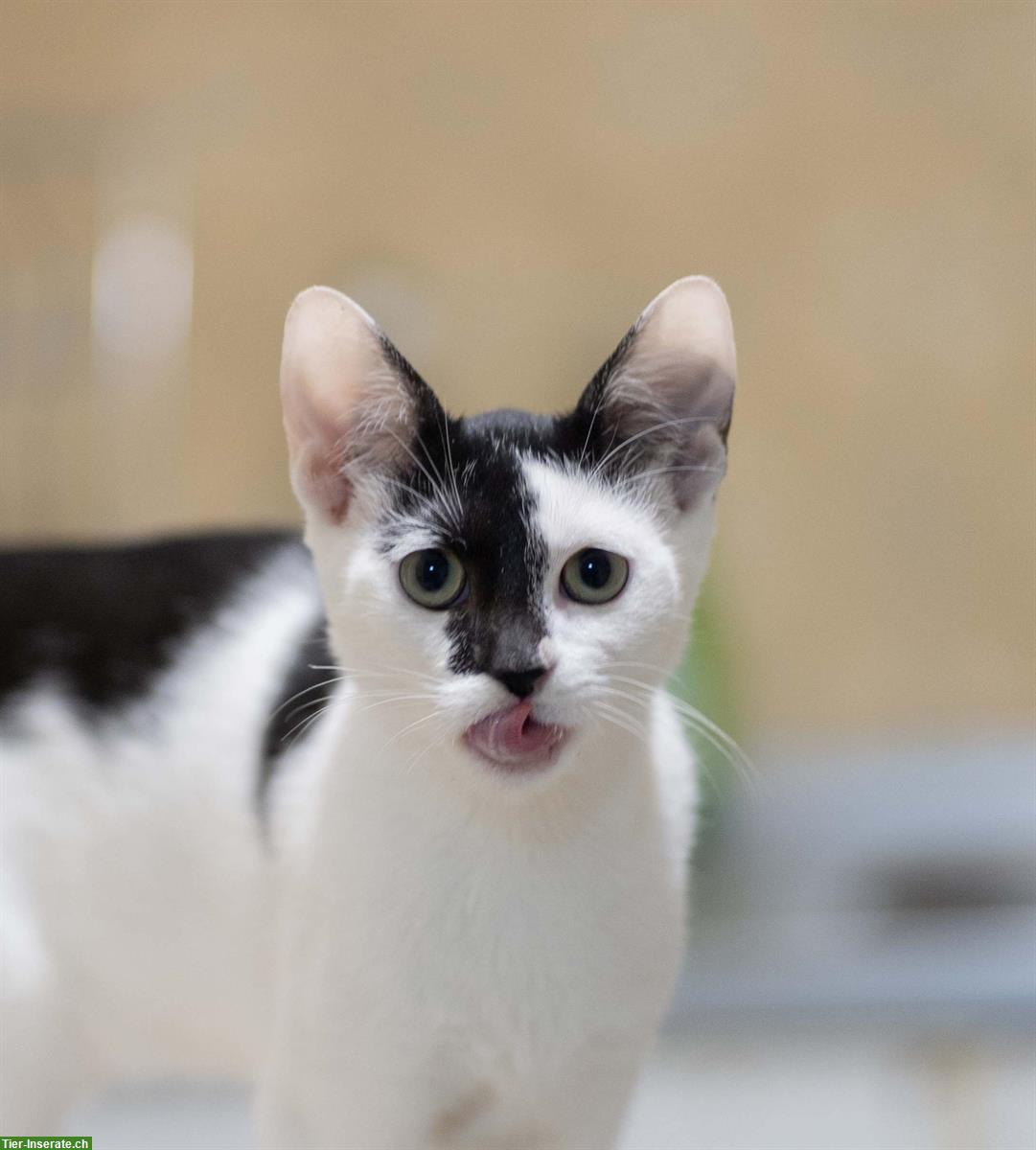 Bild 8: Kätzchen (Schwestern, sehr anhänglich) gemeinsam abzugeben