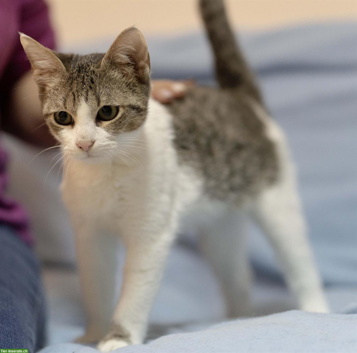 Bild 9: Kätzchen (Schwestern, sehr anhänglich) gemeinsam abzugeben