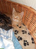 Junge Katzen zu verkaufen, Kater und Kätzin