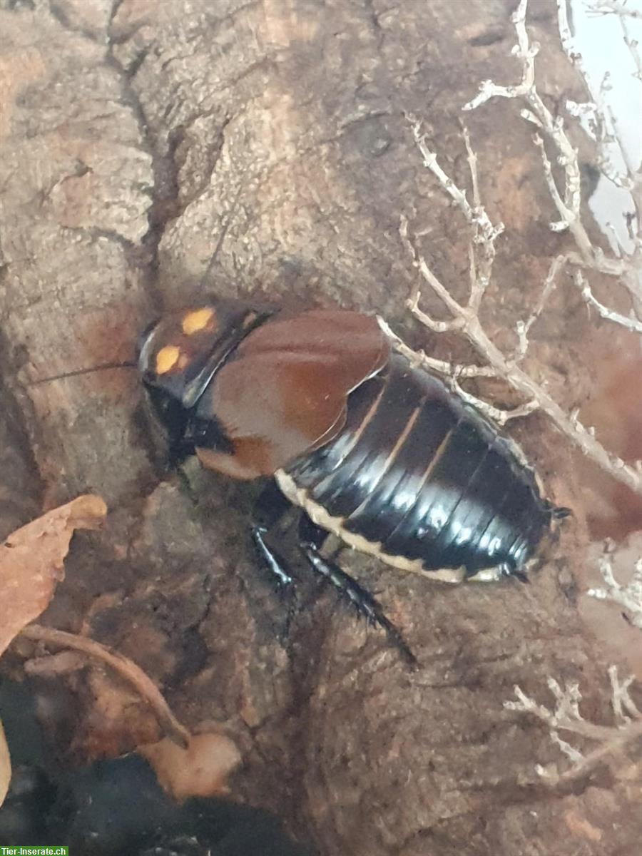 Leuchtschaben Zuchtansatz mit Faunabox