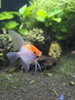 Skalar Babys (Pterophyllum scalare) zu verkaufen