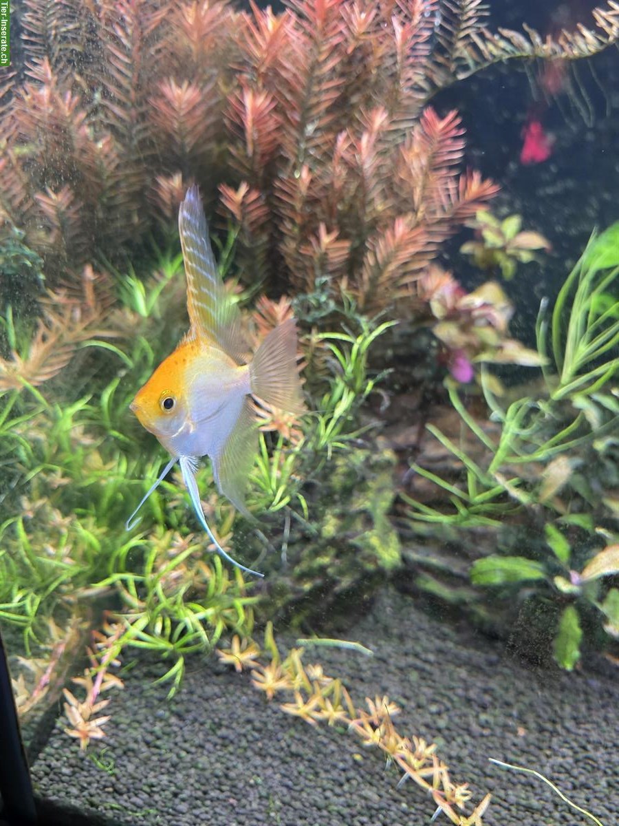 Bild 2: Skalar Babys (Pterophyllum scalare) zu verkaufen