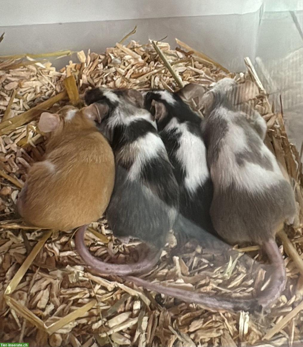 Farbmäuse gratis abzugeben, optional mit Käfig & Zubehör