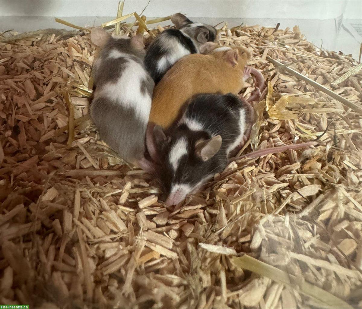 Bild 2: Farbmäuse gratis abzugeben, optional mit Käfig & Zubehör