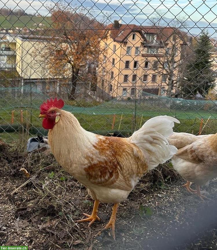 Junger Hahn sucht neuen Hühnerhof