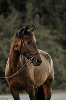 Reitbeteiligung in Oberembrach für 7-jährigen Wallach