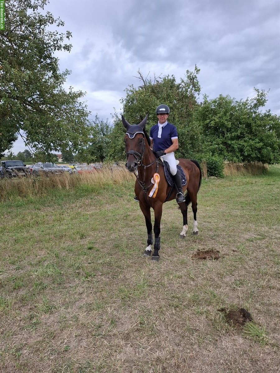 Zweibrücker Warmblut Stute, Hocherfolgreiches Springpferd