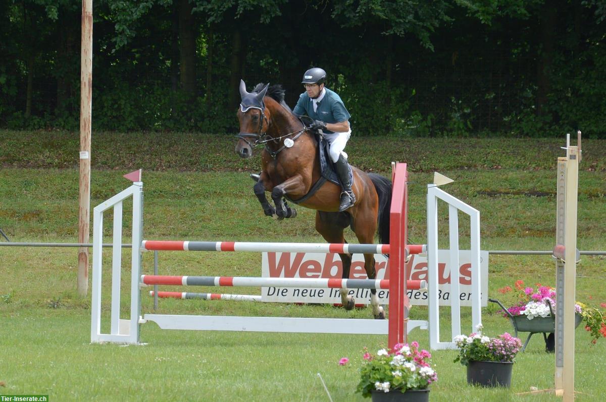 Bild 2: Hocherfolgreiches Amateur-Springpferd