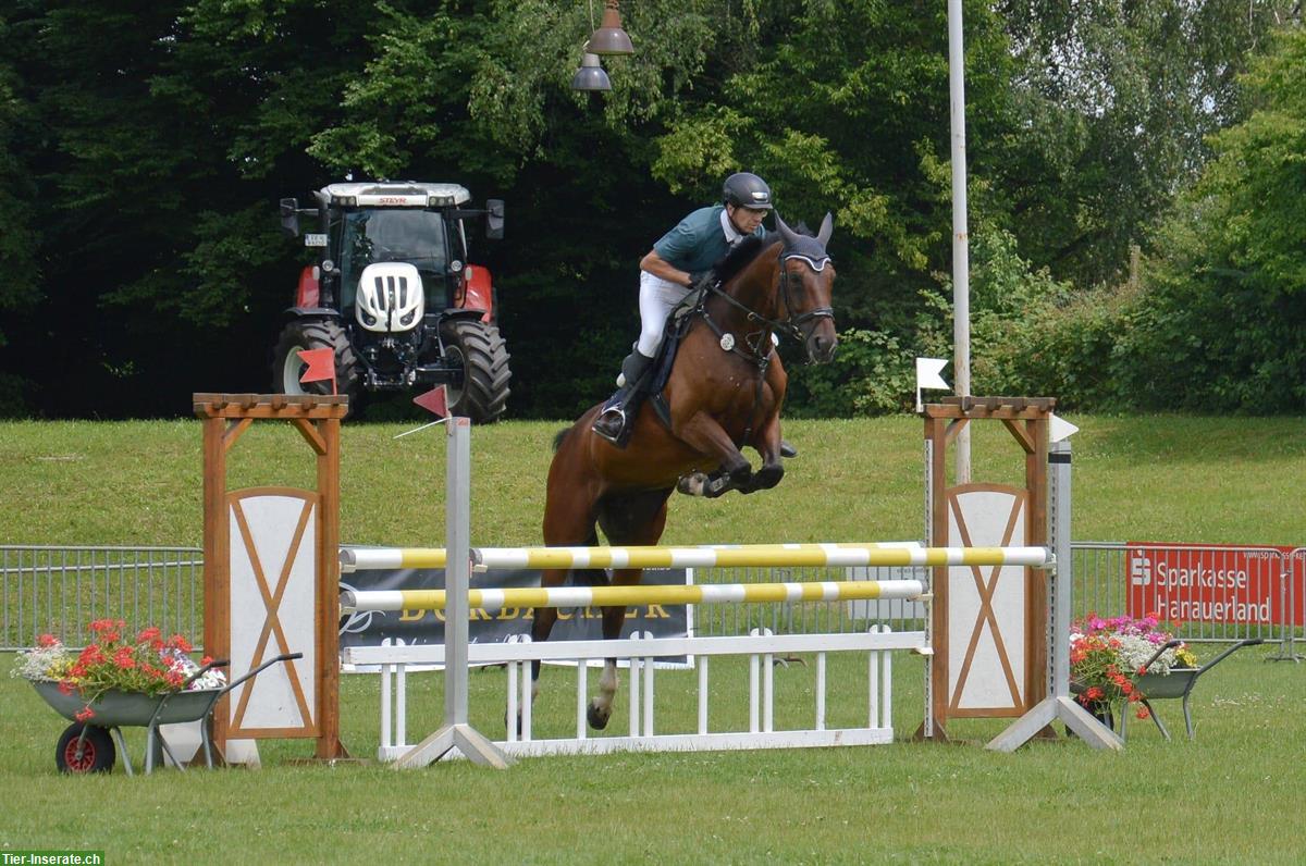 Bild 3: Hocherfolgreiches Amateur-Springpferd