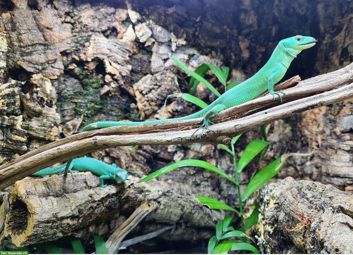 Bild 2: Gastropholis prasina Eidechsen (Zuchtpaar) zu verkaufen