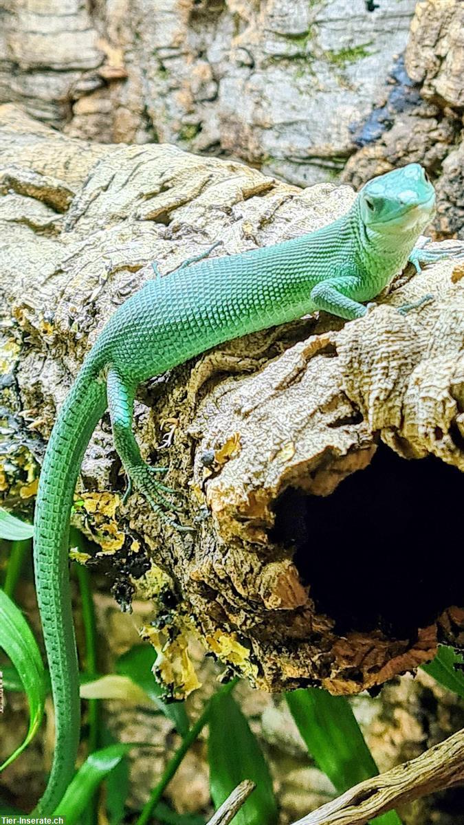 Bild 3: Gastropholis prasina Eidechsen (Zuchtpaar) zu verkaufen