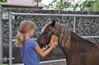 Deutsches Classic-Pony, Wallach, 15-jährig, zu verkaufen