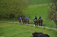 Freiberger Stute, 10-jährig, an Bestplatz zu verkaufen