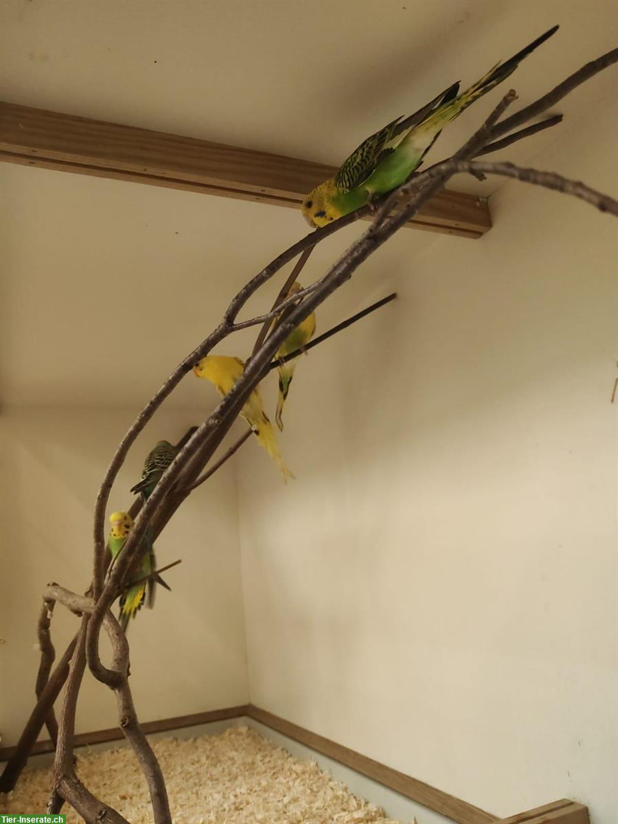 Verkauf: 5 junge Wellensittiche, ca. 4 Monate alt, nicht handzahm