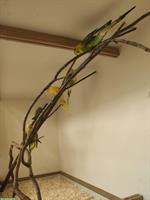 Verkauf: 5 junge Wellensittiche, ca. 4 Monate alt, nicht handzahm