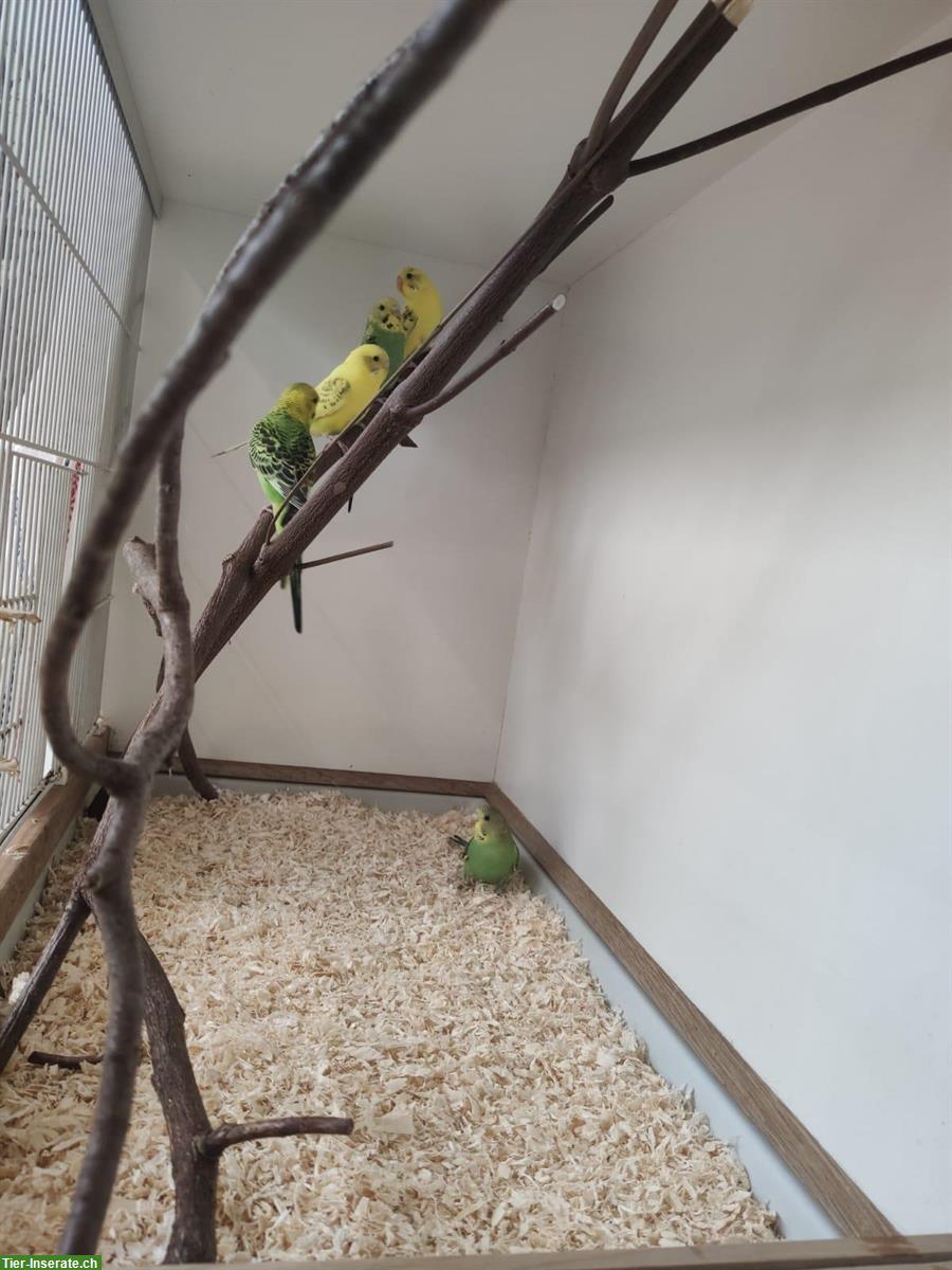 Bild 2: Verkauf: 5 junge Wellensittiche, ca. 4 Monate alt, nicht handzahm