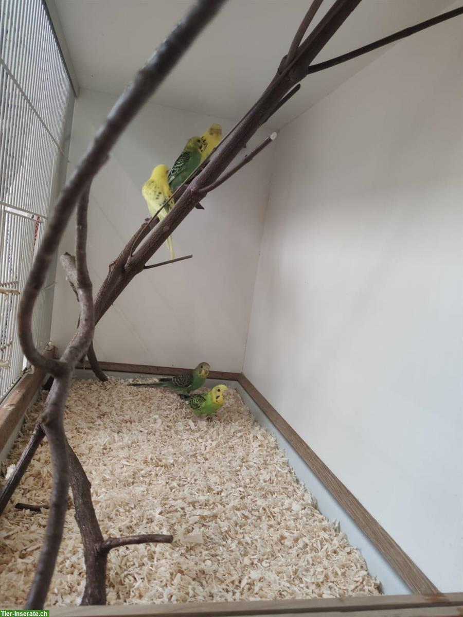 Bild 3: Verkauf: 5 junge Wellensittiche, ca. 4 Monate alt, nicht handzahm